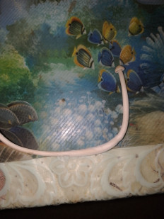 Гриб из Саранск