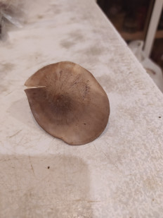 Гриб из Воронеж