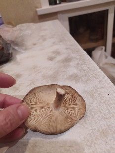 Гриб из Воронеж