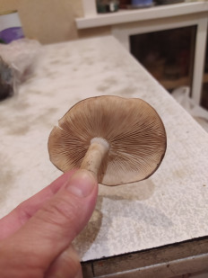 Гриб из Воронеж