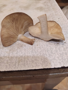 Гриб из Воронеж