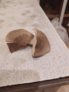 Гриб из Воронеж