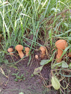 Гриб из Кировская обл. пгт.Свеча