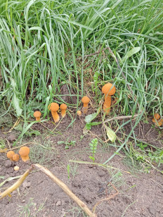 Гриб из Кировская обл. пгт.Свеча