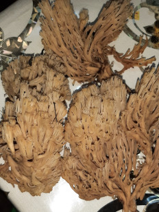 Гриб из Богородицк