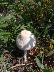 Гриб из Днестровск