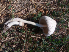 Гриб из Днестровск