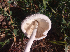 Гриб из Днестровск