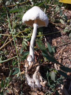 Гриб из Днестровск