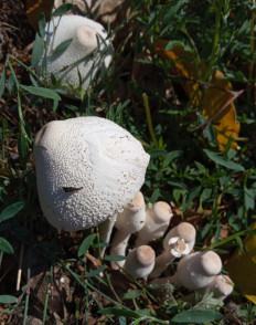 Гриб из Днестровск