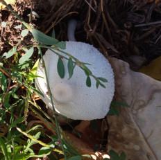 Гриб из Днестровск