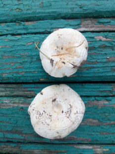 Гриб из Днестровск