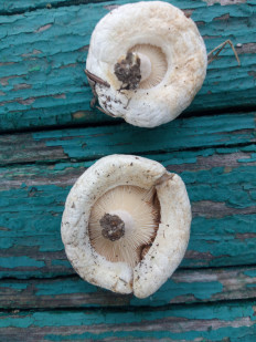 Гриб из Днестровск