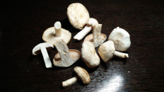 Гриб из Тула