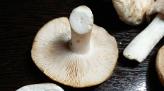 Гриб из Тула