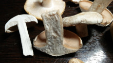 Гриб из Тула