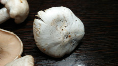 Гриб из Тула