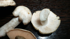 Гриб из Тула