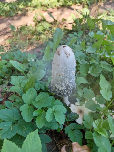 Навозник белый