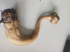 Гриб из Воркута