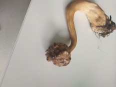 Гриб из Воркута