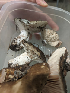 Гриб из Казань