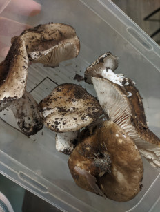 Гриб из Казань