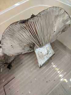 Гриб из Казань