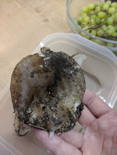 Гриб из Казань