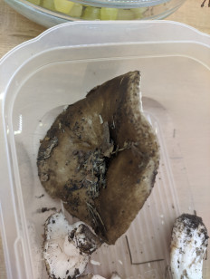 Гриб из Казань