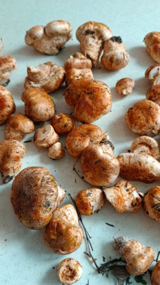 Гриб из Тольятти