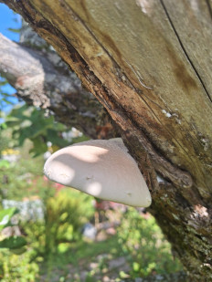 Гриб из Москва