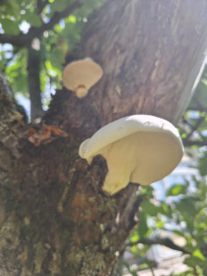 Гриб из Москва