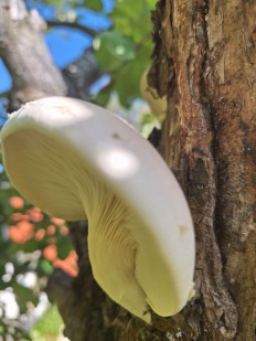 Гриб из Москва