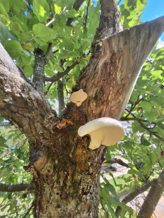 Гриб из Москва