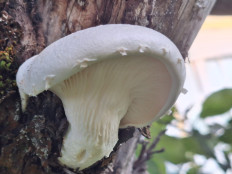 Гриб из Москва