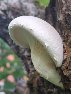 Гриб из Москва