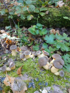 Гриб из Москва