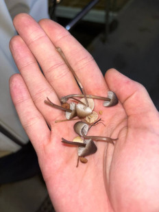 Гриб из Екатеринбург