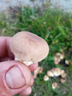 Гриб из Магадан