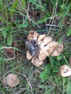 Гриб из Магадан