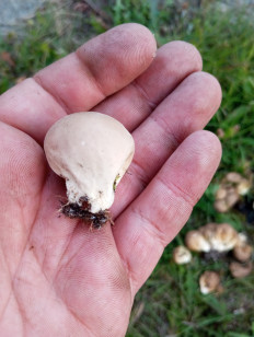 Гриб из Магадан