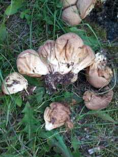 Гриб из Магадан