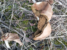 Гриб из Магадан