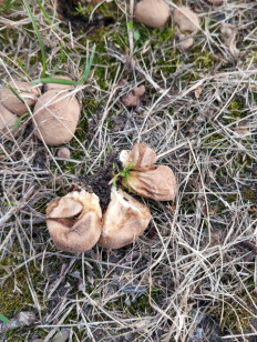 Гриб из Магадан