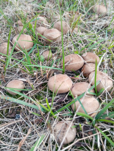 Гриб из Магадан