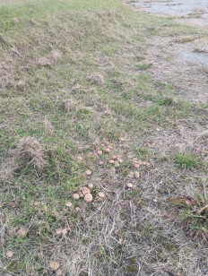 Гриб из Магадан