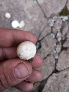 Гриб из Магадан