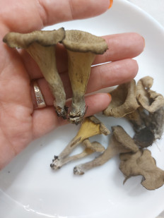 Гриб из Находка