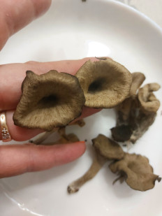 Гриб из Находка